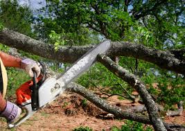 How Our Tree Care Process Works  in Southern Gateway, VA